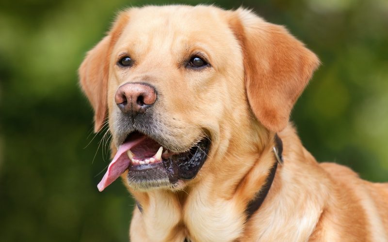 labrador retriever, dog, pet, nature, tongue out, animal, labrador, domestic dog, purebred, canine, mammal, cute, portrait