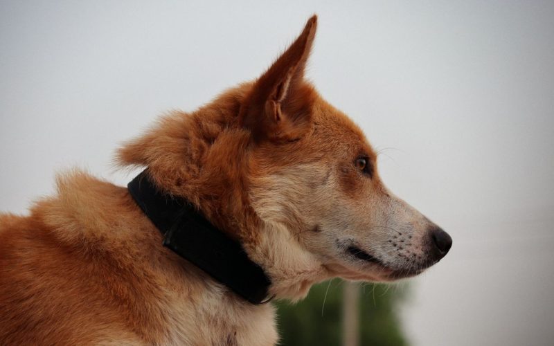 A focused profile of a brown dog wearing a black collar outdoors.