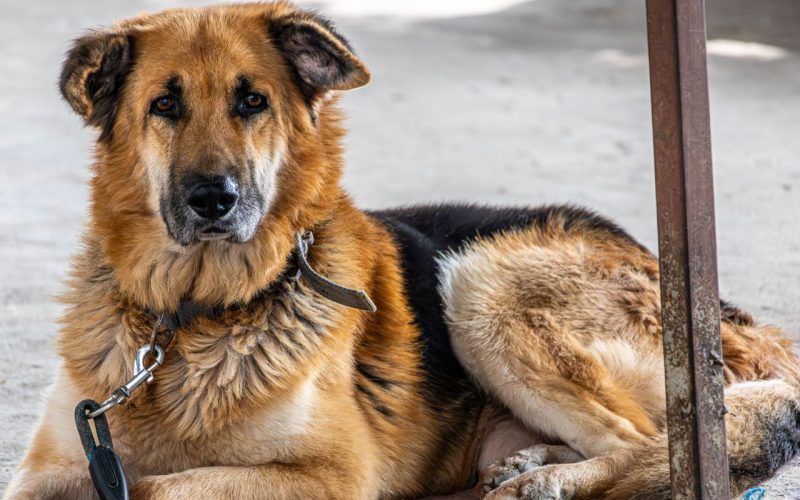A German Shepherd dog lying peacefully outdoors, showcasing its calm nature.